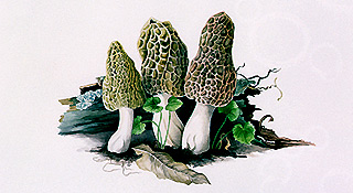 morels