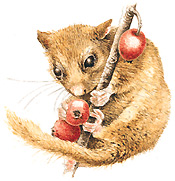 dormouse