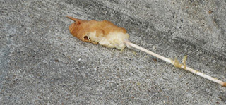 chicken on a stick