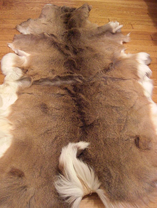 deer rug