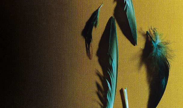 duck feathers