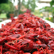 crawfish