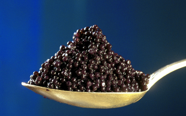 caviar