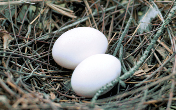 dove eggs