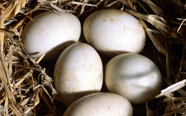 duck eggs