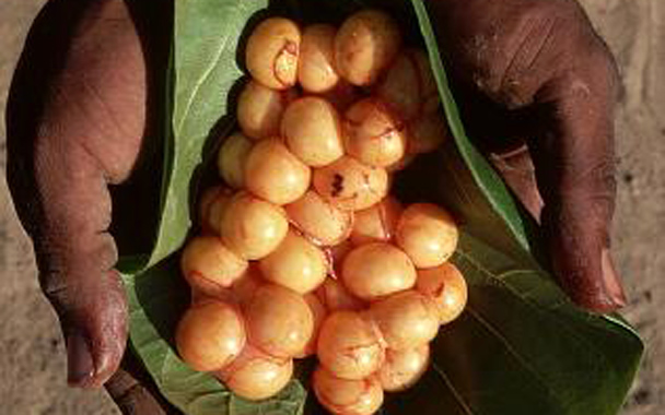 iguana eggs