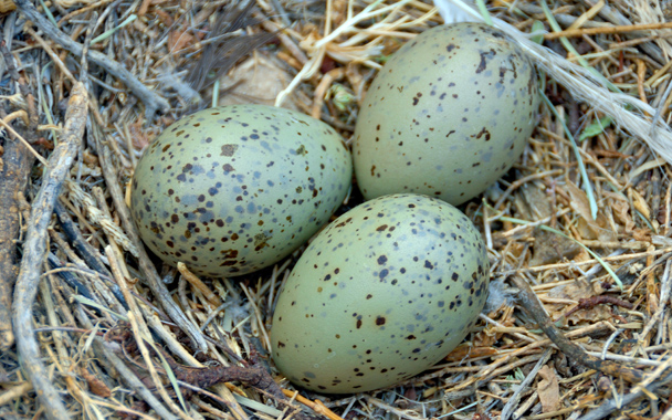seagull eggs
