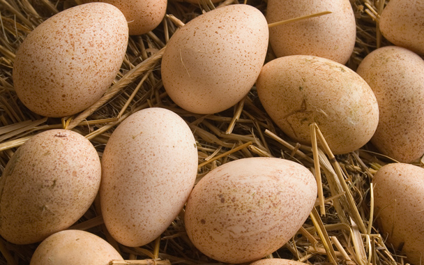 turkey eggs