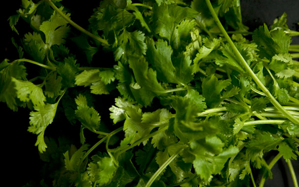 Cilantro