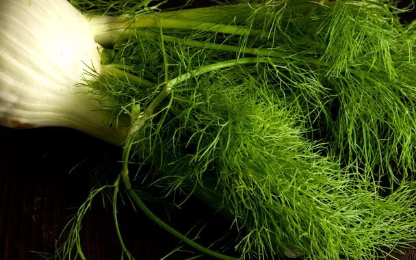 Fennel