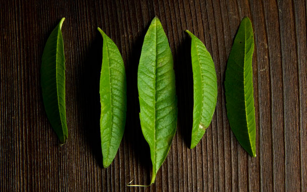 Lemon Verbena