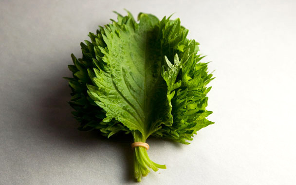 Shiso