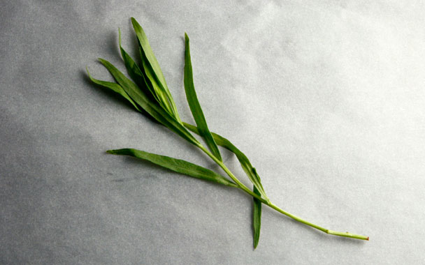 Tarragon