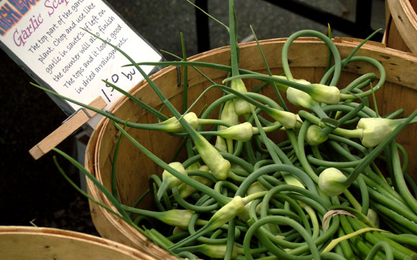 garlic scapes