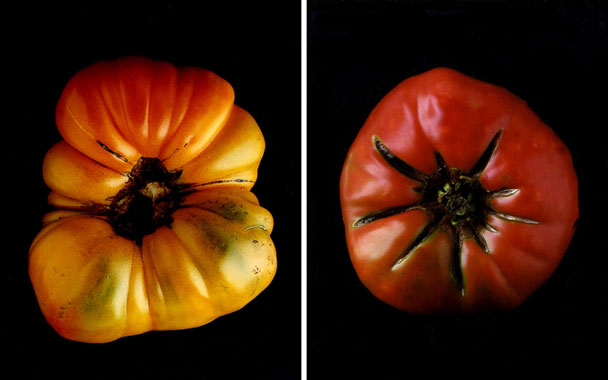 heirloom tomatoes 