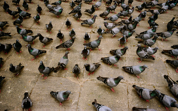 pigeons