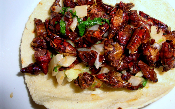 Grasshopper Tacos