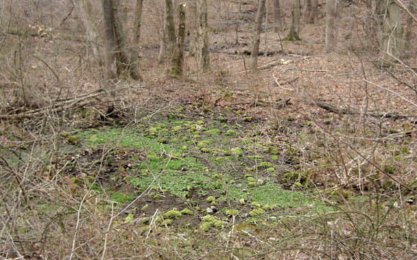 watercress