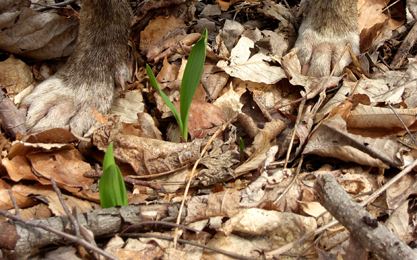 ramps