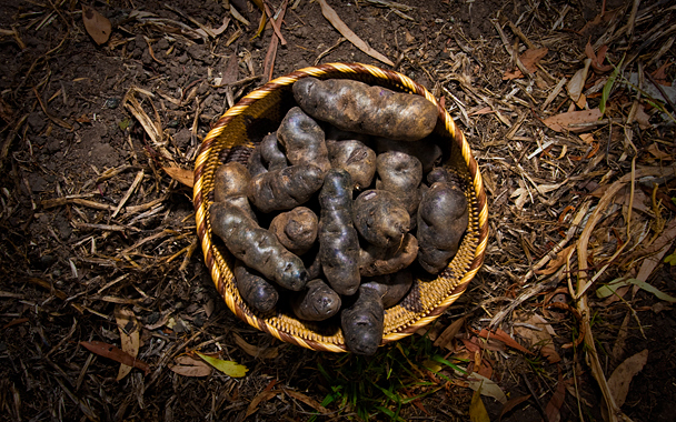 peruvian potatoes