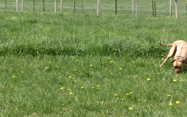 dandelions and dog