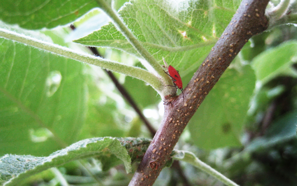 apple tree bugs