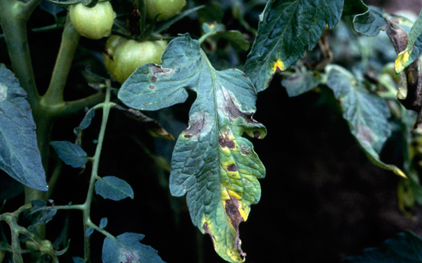 tomato blight