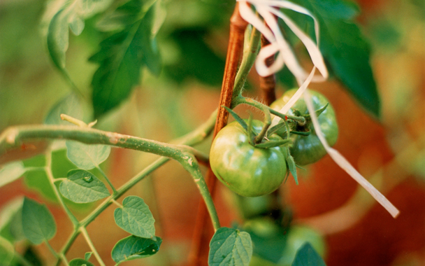 tomato support group