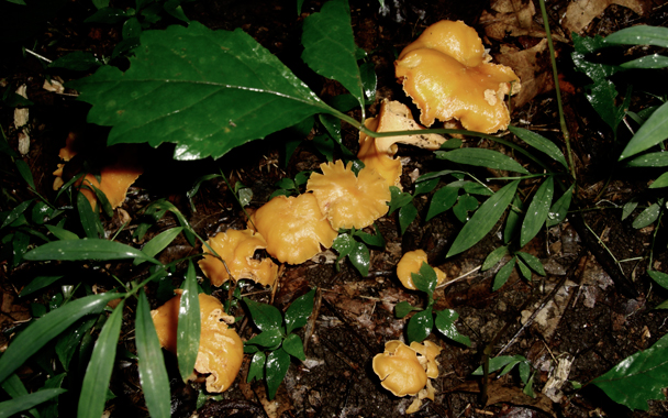 chanterelles