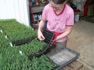 beth pulling seedlings