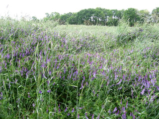 hairy vetch