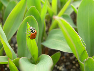 ladybug