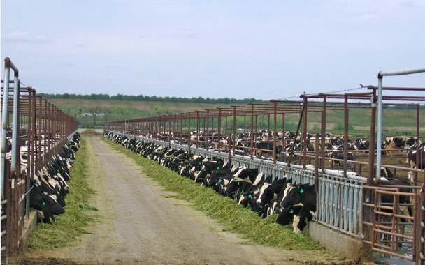 dairy farm