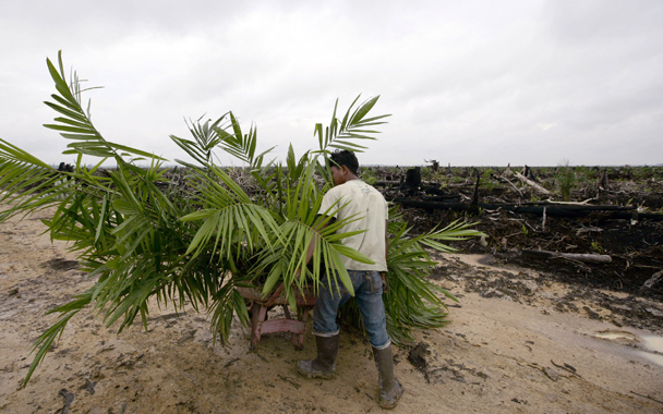 palm oil