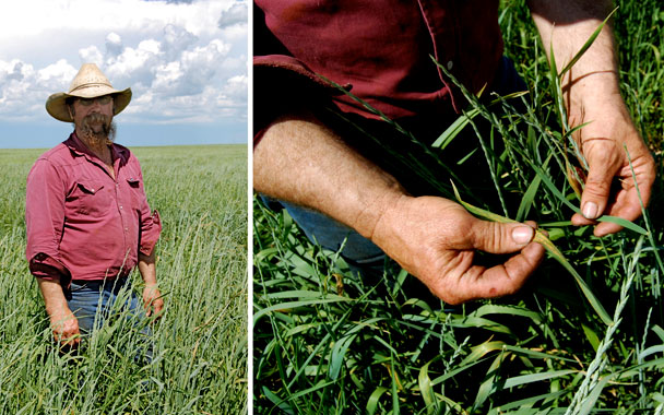 farmer examining grass