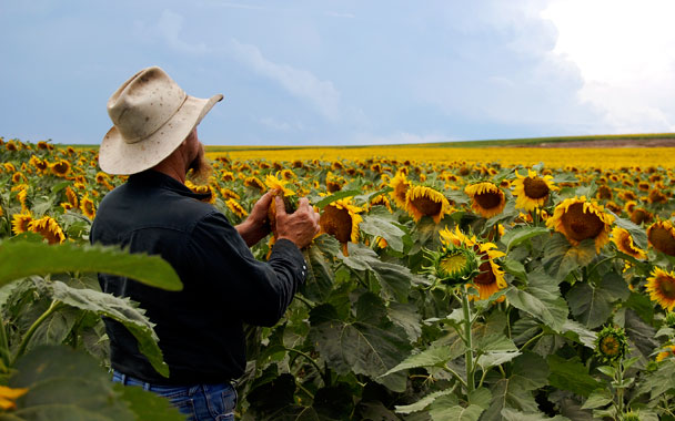 sunflowers