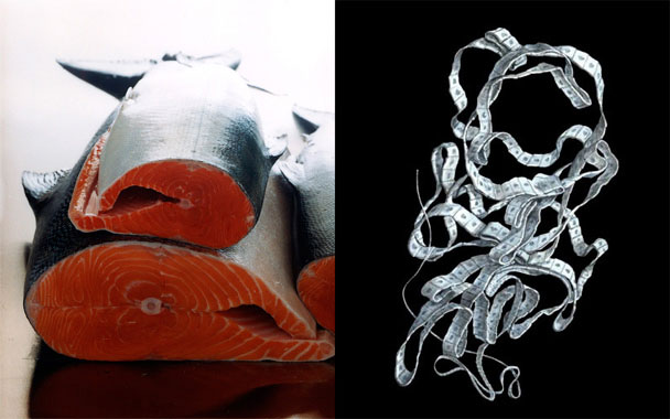 salmon tapeworm