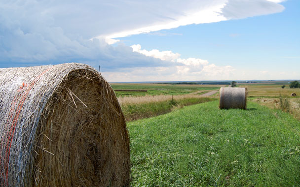 hay on farm