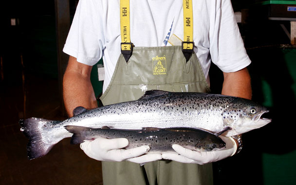 genetically modified salmon