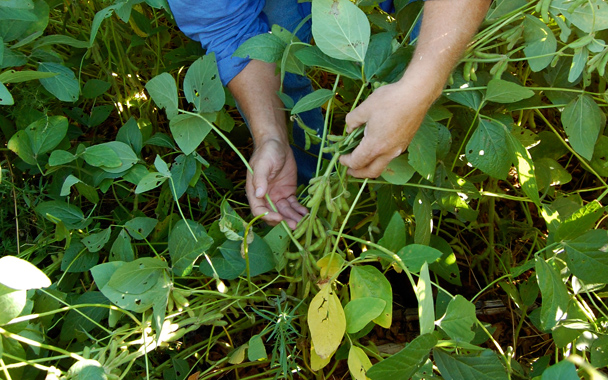 soybean farming