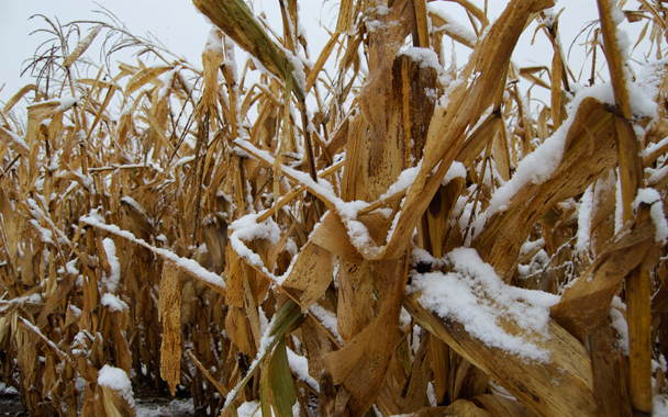 snow on corn