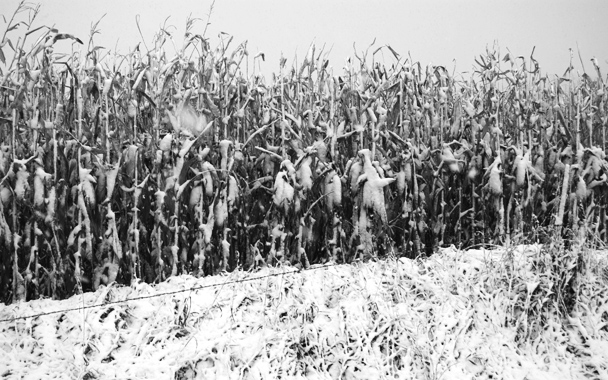 blizzard