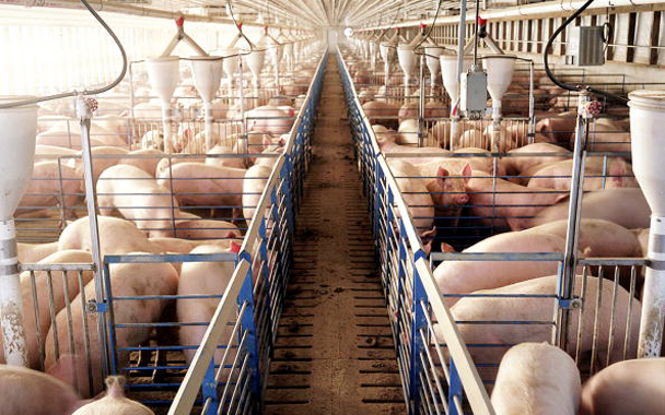 pig farm