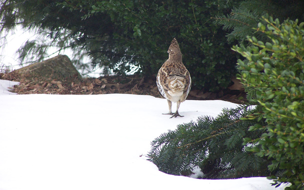 grouse