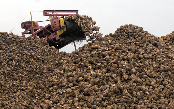 sugar beets