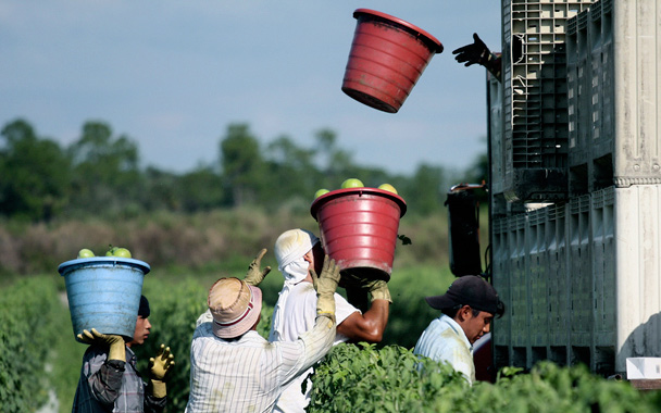 tomato pickers