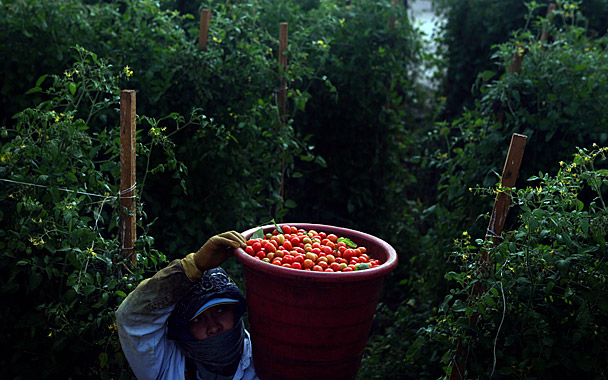 tomato pickers