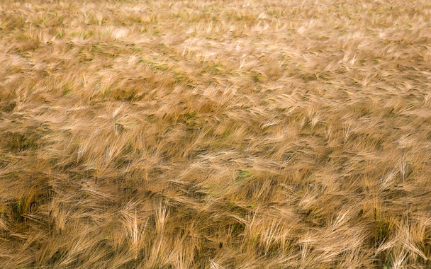 waves of grain