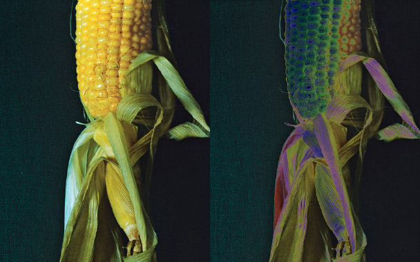 corn vs big corn