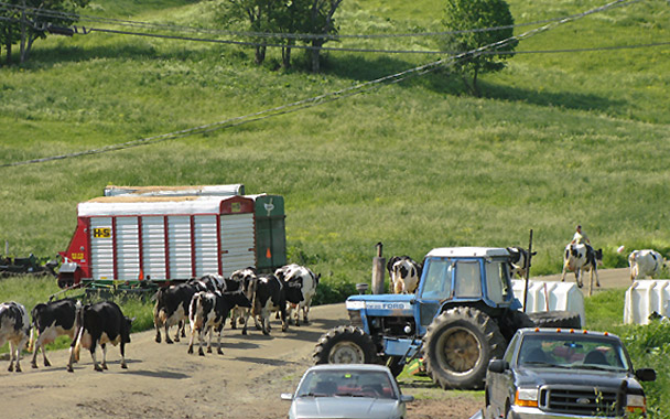 borland farm